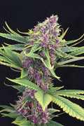 Feminisierte Purple Kush Samen - Großpackung x 100