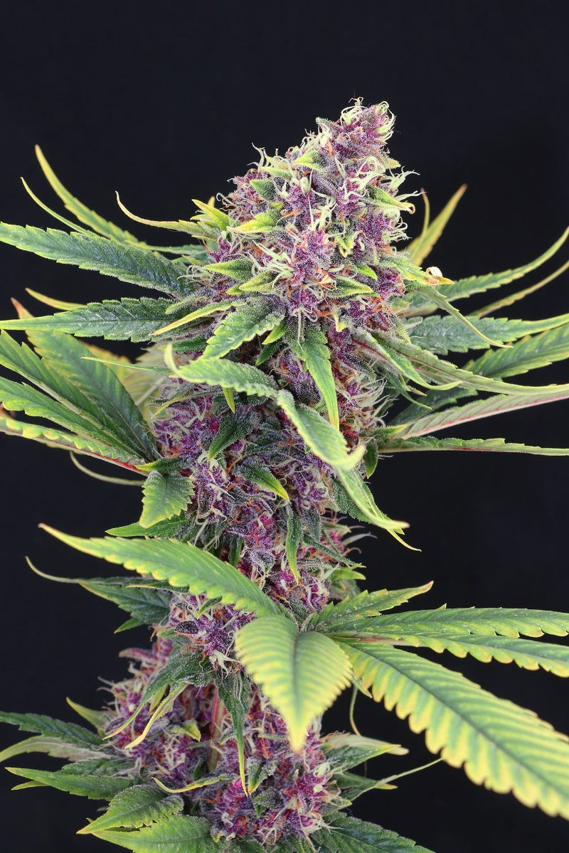 Feminisierte Purple Kush Samen - Großpackung x 100
