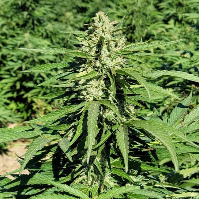 Limonene CBG Feminised Seeds