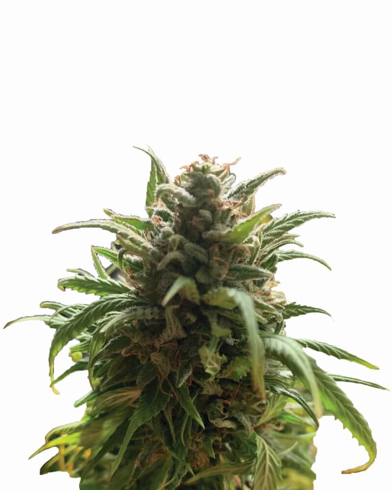 Blue Dream Regular Seeds