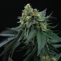 Lime Ozz Feminised Seeds