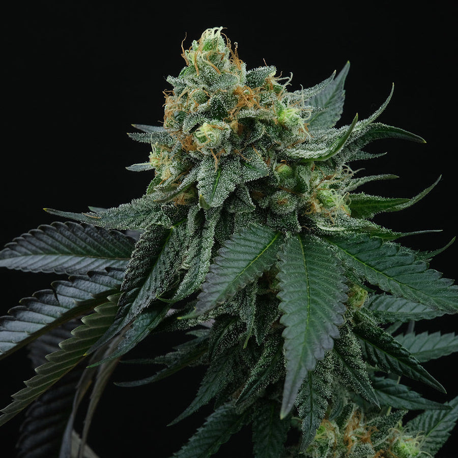 Lime Ozz Feminised Seeds