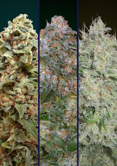 Collection #9 Feminised Seeds