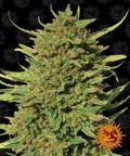 Critical Kush reguläre Samen