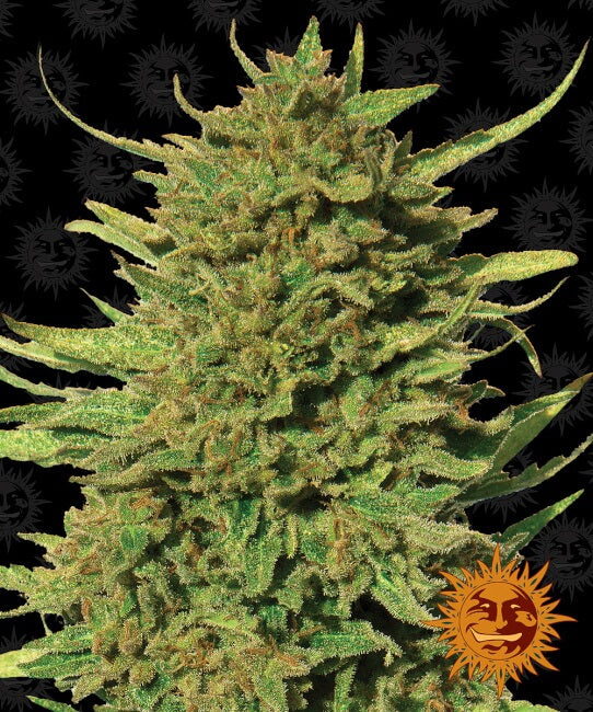 Critical Kush reguläre Samen