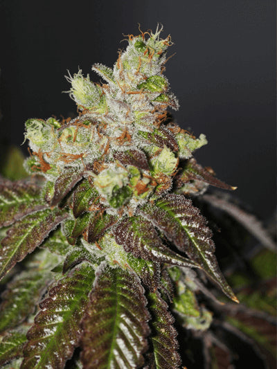Semillas feminizadas de Island Punch