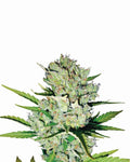 Skunk #1 Auto Feminisierte Samen