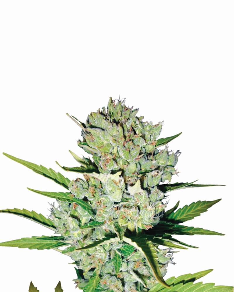 Skunk #1 Auto Feminisierte Samen