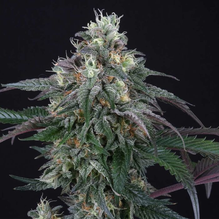 Lemon Curd Feminised Seeds