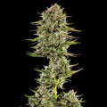 Face Gas AUTO Feminised Seeds