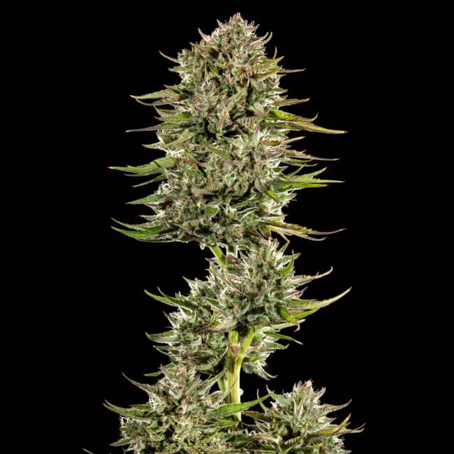 Face Gas AUTO Feminised Seeds
