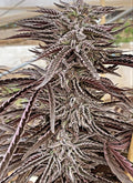 Lemon Caramel Regular Seeds