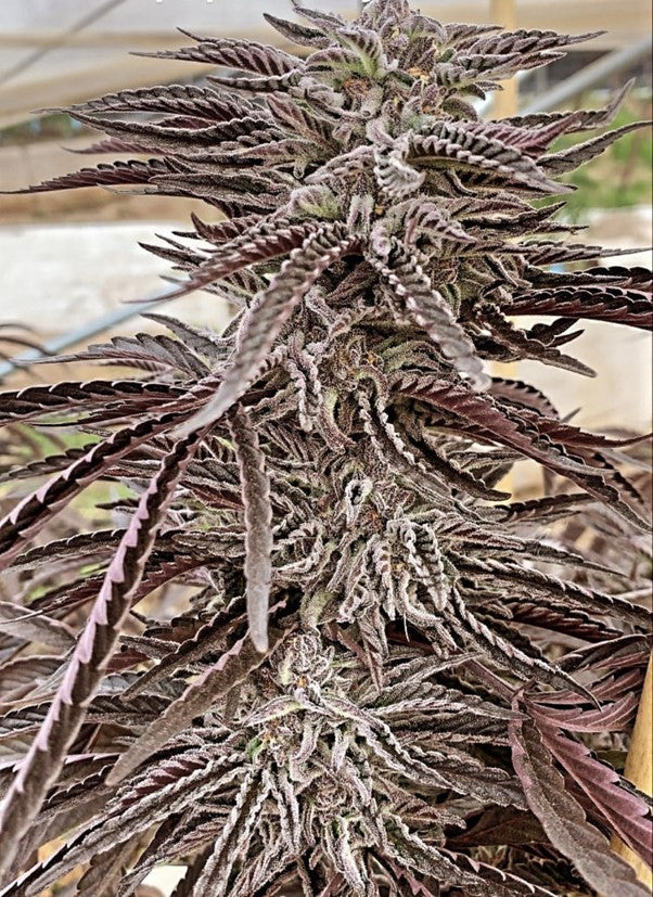 Lemon Caramel Regular Seeds
