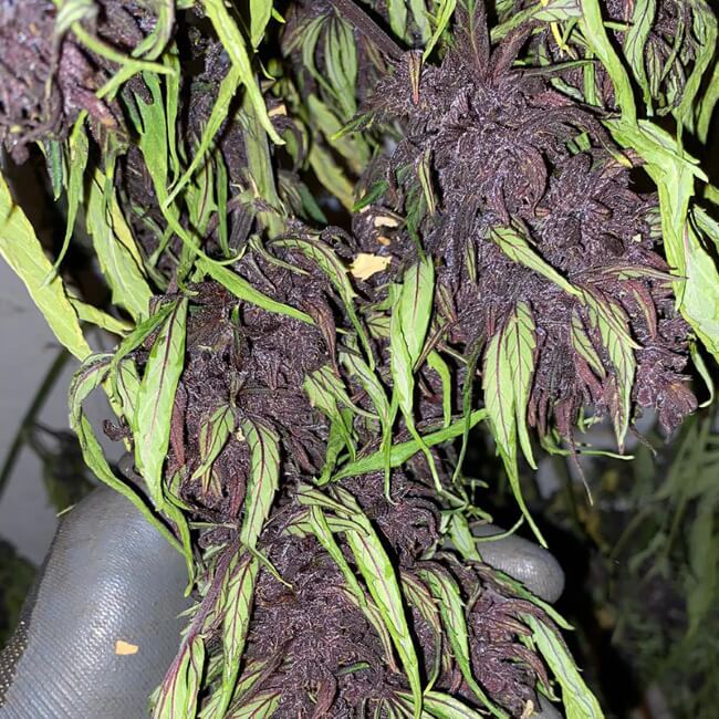 Glu CBD Auto Feminised Seeds