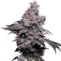 GoldenHaze Feminised Seeds