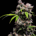 Golden Pineapple S1 Feminised Seeds