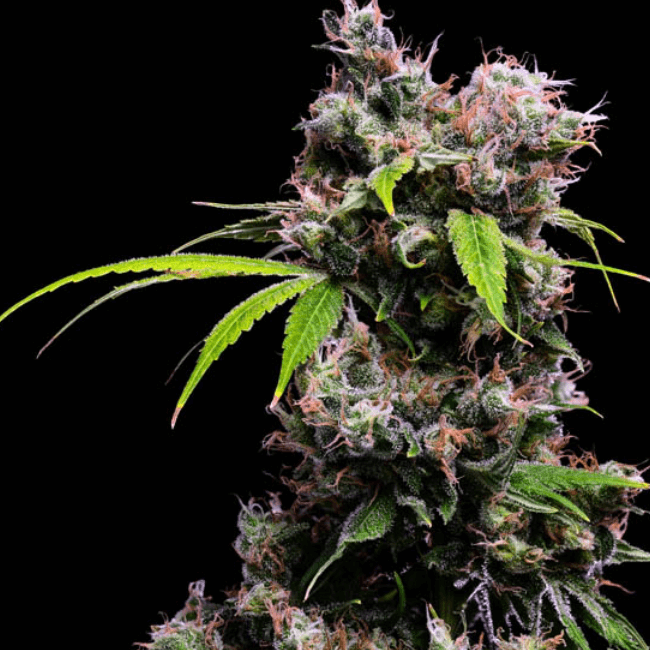 Golden Pineapple S1 Feminised Seeds