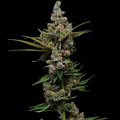 Guava Slushy Feminised Seeds
