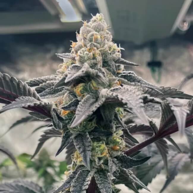 Hasbulla Feminised Seeds