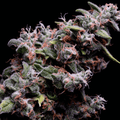 Hazy Kush S1 Feminised Seeds