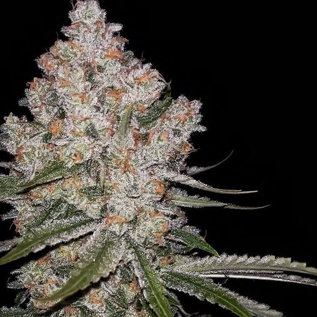 Hazy Voyage Feminised Seeds