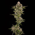 Honey Bird Feminised Seeds