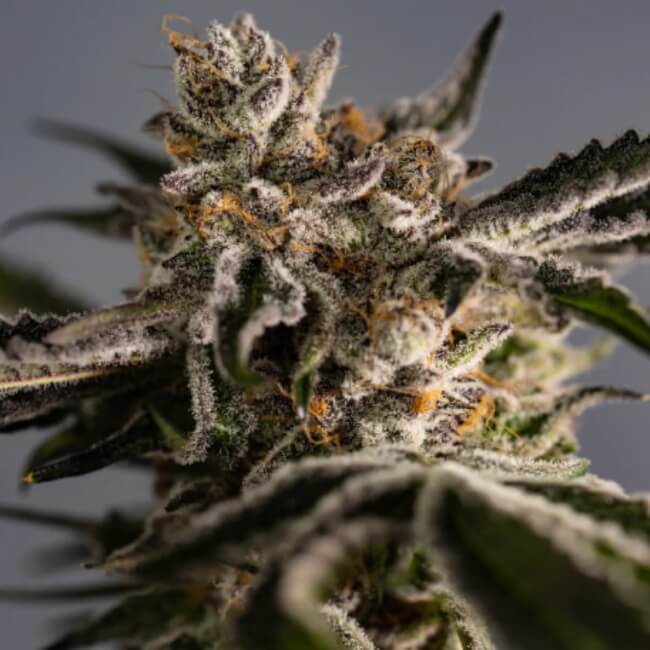 Ice Cold Feminised Seeds