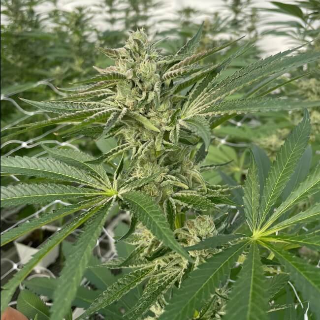 Latte Lato Feminised Seeds