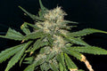 Northern Lights FAST Feminised Seeds - BULK x 100
