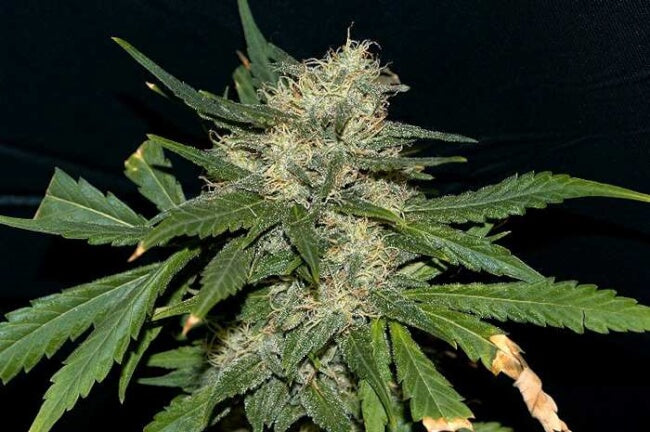 Semillas feminizadas Northern Lights FAST - A GRANEL x 100