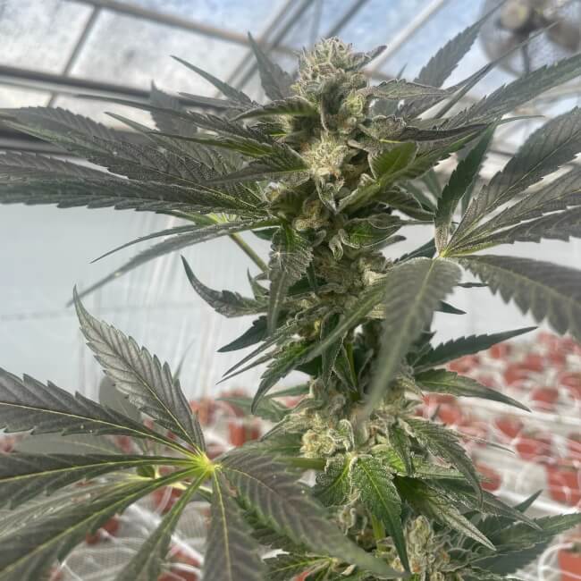 Queen Bee Feminised Seeds