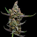 Sail Haten Feminised Seeds