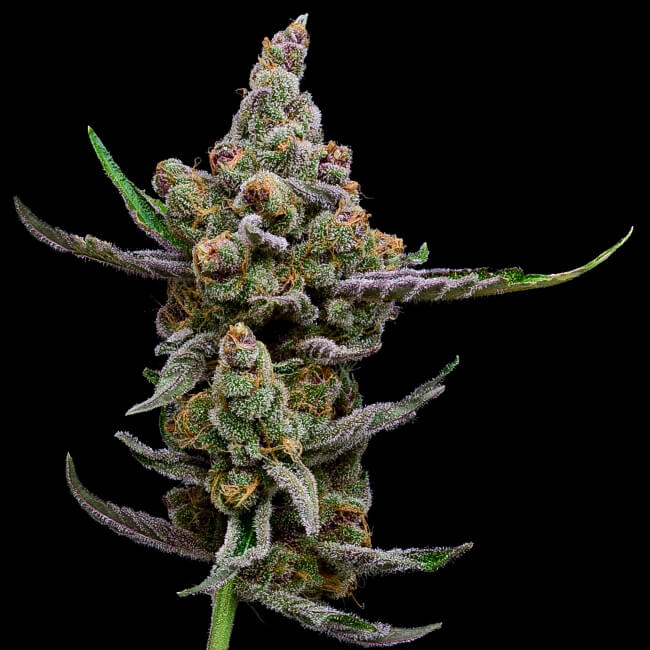 Sail Haten Feminised Seeds