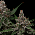 Super Blue Haze Feminised Seeds