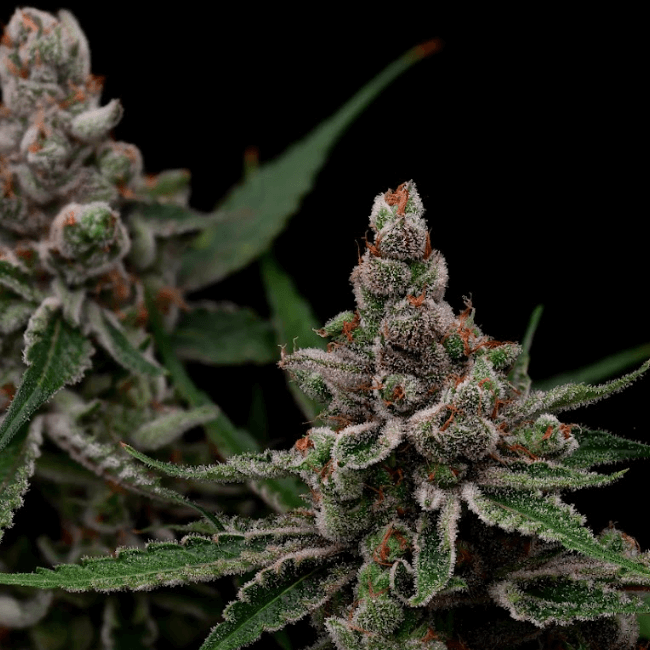 Super Blue Haze Feminised Seeds