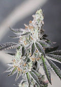 Animal Mints Auto Feminised Seeds - BULK x 100