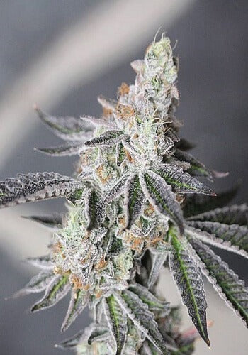 Animal Mints Auto Feminised Seeds - BULK x 100