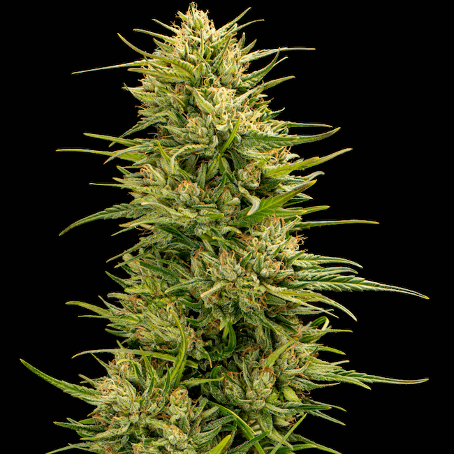 The Don CBD Feminised Seeds