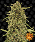 Semillas regulares de Widow Remedy