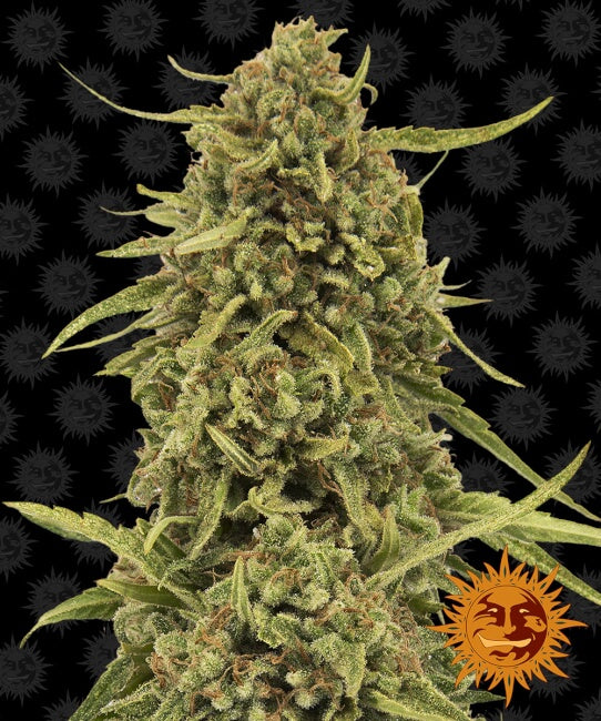 Semillas regulares de Widow Remedy